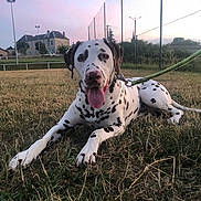 Ténèbre participe au concours pour gagner de l'argent avec cette photo : dog, dalmatian, spotted_coat, pet, canine, animal, lying_down, grass, outdoor, leash, tongue_out, portrait, sports_field, fence, houses, sunset, evening, landscape, playground, funny_expression