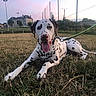 dog, dalmatian, spotted_coat, pet, canine, animal, lying_down, grass, outdoor, leash, tongue_out, portrait, sports_field, fence, houses, sunset, evening, landscape, playground, funny_expression