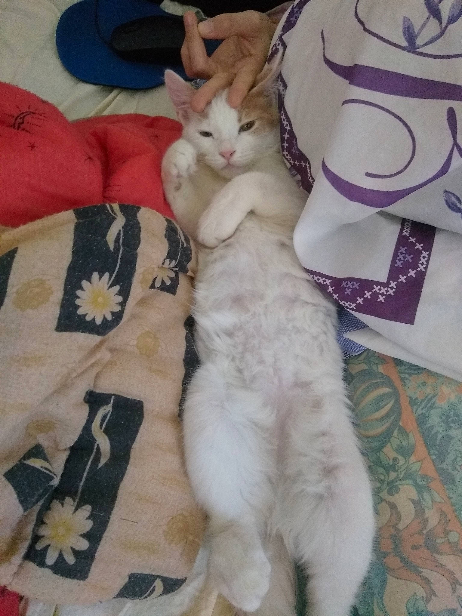 Cacahuètes a rejoint le concours — aidez-le/la à gagner de superbes lots ! asian, carnivore, cat, colorpoint_shorthair, cornish_rex, devon_rex, european_shorthair, fawn, felidae, fur, german_rex, khao_manee, kitten, mammal, polydactyl_cat, small_to_medium_sized_cats, tail, turkish_angora, turkish_van, whiskers