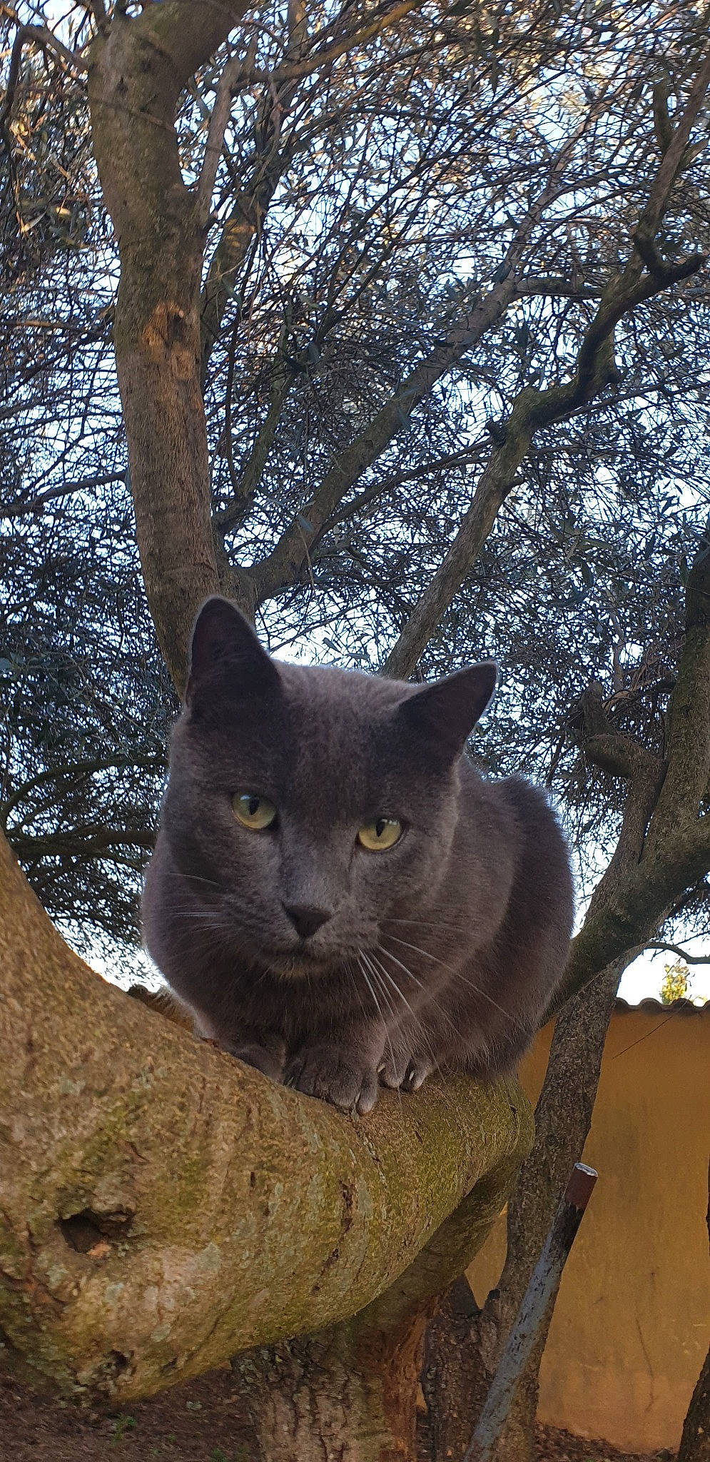 Ange a rejoint le concours — aidez-le/la à gagner de superbes lots ! asian, branch, british_shorthair, burmese, carnivore, cat, chartreux, domestic_short_haired_cat, felidae, korat, nebelung, plant, russian_blue, small_to_medium_sized_cats, snout, tree, whiskers