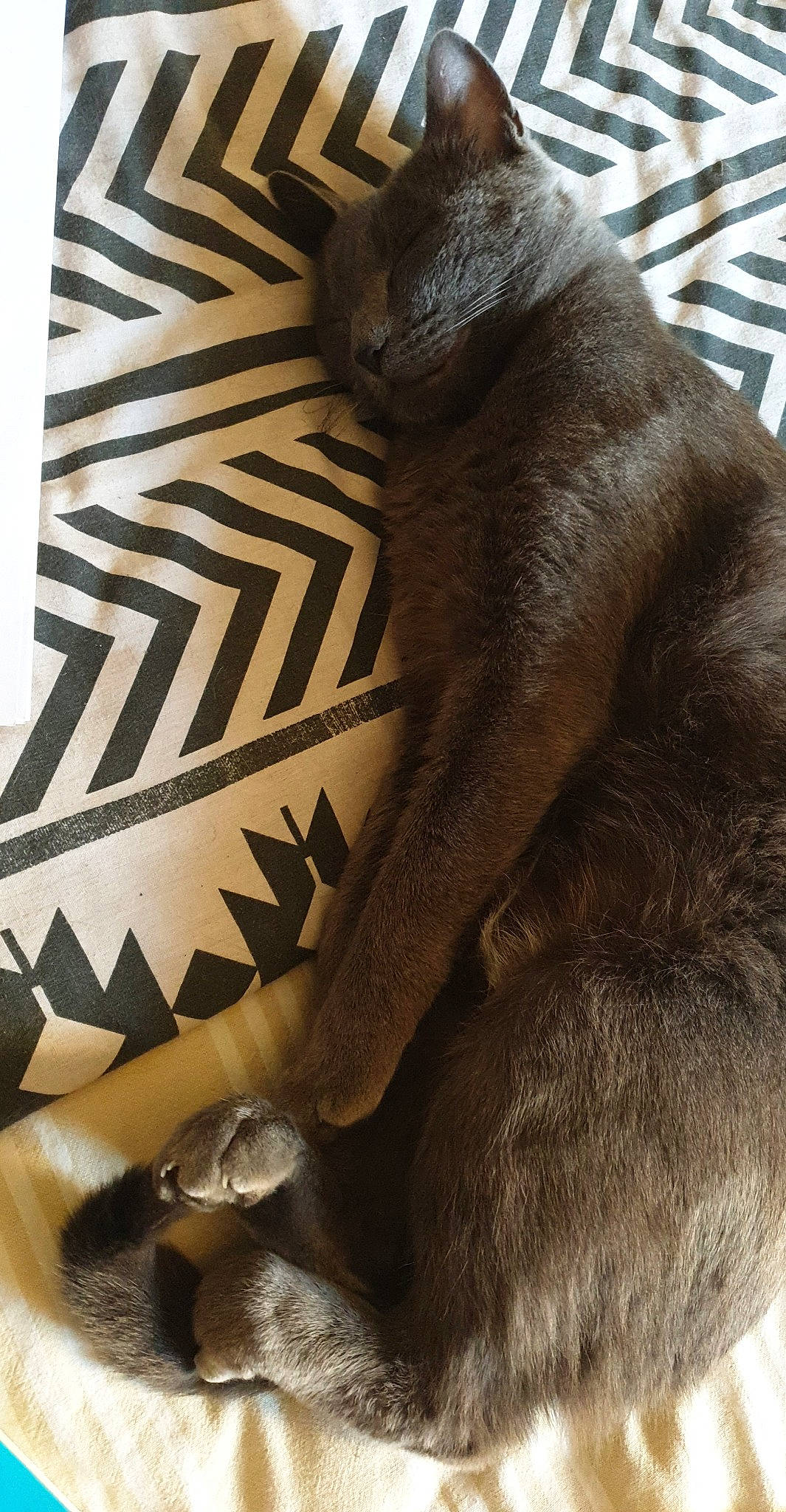 Ange participe au concours pour gagner de l'argent avec cette photo : brown, carnivore, cat, fawn, felidae, fur, korat, small_to_medium_sized_cats, tail