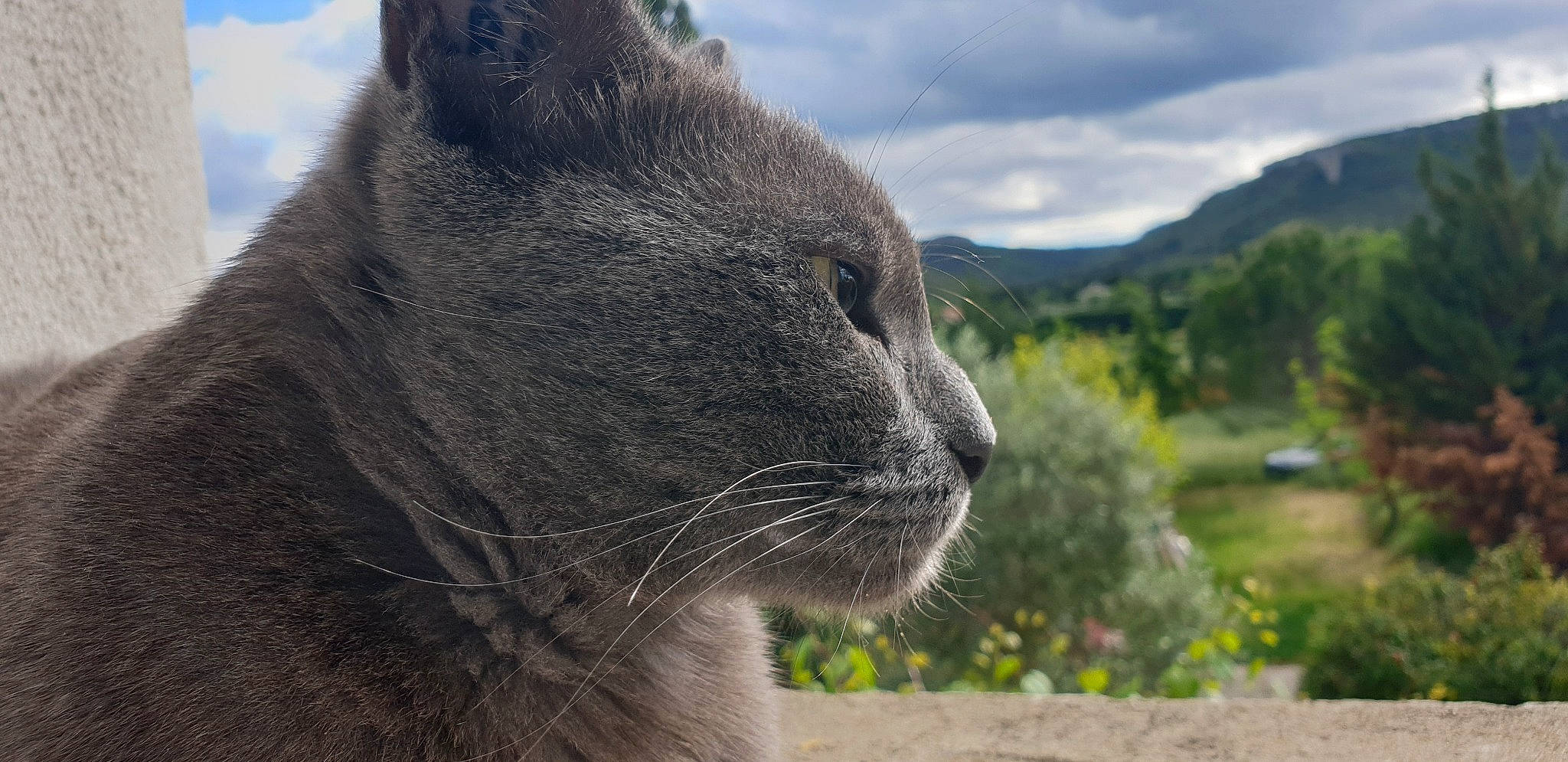 Ange a rejoint le concours — aidez-le/la à gagner de superbes lots ! british_shorthair, burmese, carnivore, cat, chartreux, close_up, domestic_short_haired_cat, felidae, fur, grass, korat, nebelung, russian_blue, small_to_medium_sized_cats, snout, whiskers, wildlife