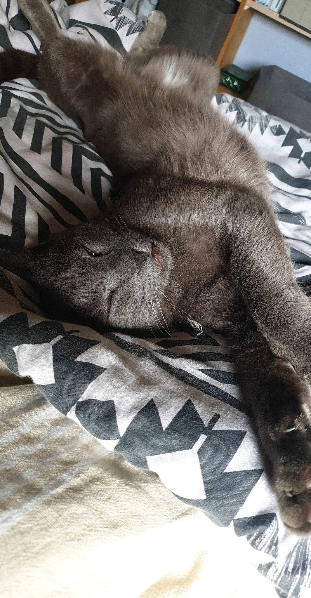 Ange a rejoint le concours — aidez-le/la à gagner de superbes lots ! british_shorthair, burmese, carnivore, cat, chartreux, claw, felidae, fur, kitten, korat, nap, russian_blue, small_to_medium_sized_cats, snout, whiskers