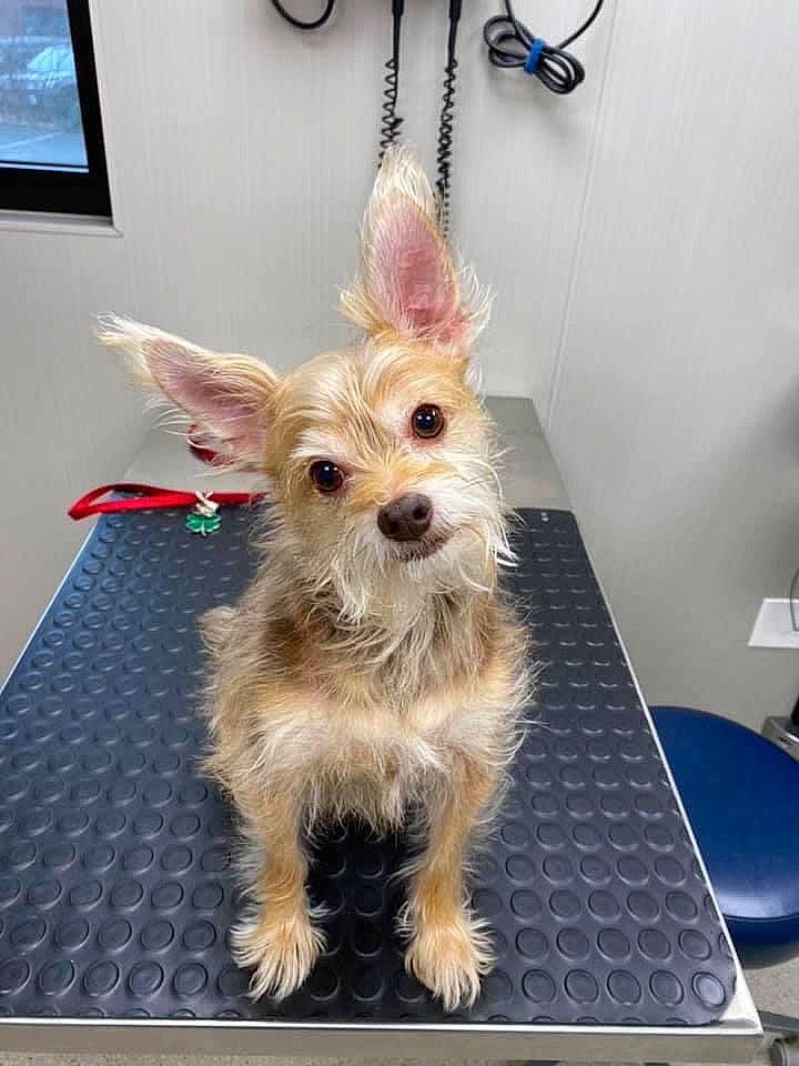 Todd is registered to the contest to win money with this photo: australian_terrier, canidae, carnivore, chain, companion_dog, dog, dog_breed, dog_clothes, dog_supply, home_accessories, keychain, mammal, pet_supply, picture_frame, small_terrier, snout, sporting_group, terrier, toy_dog, working_animal