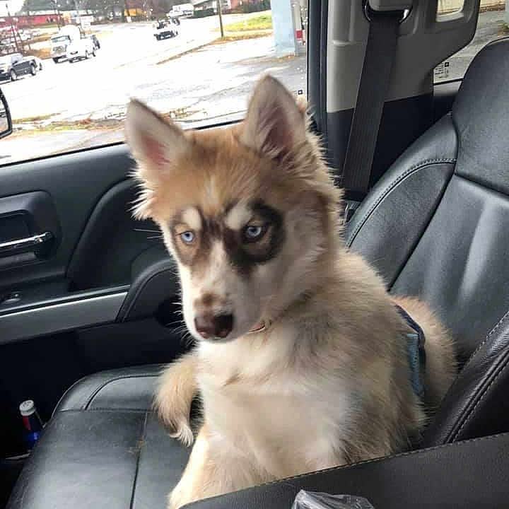 Zeta is registered to the contest to win money with this photo: auto_part, automotive_exterior, car, car_seat, carnivore, companion_dog, dog, dog_breed, dog_supply, fawn, hood, motor_vehicle, personal_luxury_car, sky, snout, sporting_group, tire, toy_dog, vehicle, wheel