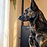 dog, canine, black_and_tan, profile, sitting, upright_ears, short_fur, animal, pet, indoors, window, curtain, houseplant, hanging_basket, stove, pipe, rug, warm_lighting, portrait, home