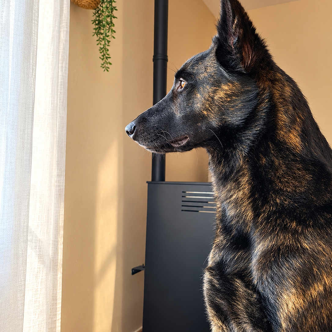 Soun participe au concours pour gagner de l'argent avec cette photo : dog, canine, black_and_tan, profile, sitting, upright_ears, short_fur, animal, pet, indoors, window, curtain, houseplant, hanging_basket, stove, pipe, rug, warm_lighting, portrait, home