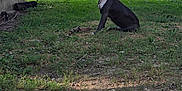 Rocket joined the competition — help win amazing prizes! dog, black_dog, collar, grass, yard, building, outdoor, nature, tree, sunlight, shadow, sitting, pet, canine, rural, greenery, dirt, quiet, calm, animal