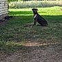 dog, black_dog, collar, grass, yard, building, outdoor, nature, tree, sunlight, shadow, sitting, pet, canine, rural, greenery, dirt, quiet, calm, animal