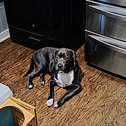 Rocket joined the competition — help win amazing prizes! dog, black_dog, white_markings, wooden_floor, kitchen, oven, stainless_steel_drawers, pet_bowl, pet_bowl_stand, floor, indoor, animal, canine, relaxed, lying_down, household, appliance, domestic, companion_animal, fur