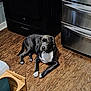 dog, black_dog, white_markings, wooden_floor, kitchen, oven, stainless_steel_drawers, pet_bowl, pet_bowl_stand, floor, indoor, animal, canine, relaxed, lying_down, household, appliance, domestic, companion_animal, fur