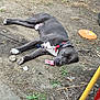 Rocket joined the competition — help win amazing prizes! dog, sleeping, collar, frisbee, dirt, tree_root, outdoor, leash, grass, rock, paw, pet, animal, nature, relaxing, ground, daylight, canine, resting, backyard