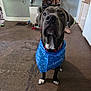 Rocket joined the competition — help win amazing prizes! dog, bandana, petsmart, floor, boots, sitting, indoor, brown_floor, pet, collar, looking_up, home, furniture, shelving, baby_gate, canine, animal, domestic, attentive, cute