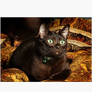 Sadie Magaret Mary is registered to the contest to win money with this photo: alert, animal, bell, black_cat, blanket, cat, closeup, collar, cozy, domestic, feline, fur, green_eyes, indoor, pattern, pet, portrait, resting, textile, whiskers