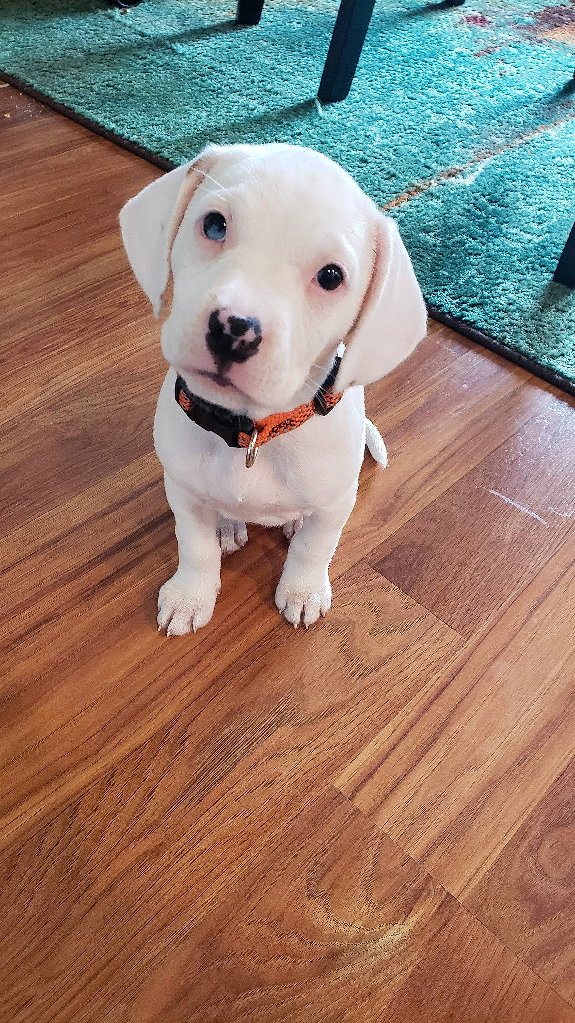 Sammie is registered to the contest to win money with this photo: canidae, carnivore, companion_dog, dog, dog_breed, fawn, floor, flooring, hardwood, labrador_retriever, mammal, non_sporting_group, puppy, puppy_love, rare_breed_dog, snout, sporting_group, vertebrate, wood, wood_flooring