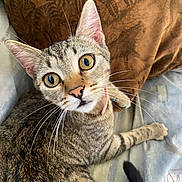 Solja is registered to the contest to win money with this photo: cat, tabby, whiskers, curious, pet, feline, closeup, indoor, resting, eyes, face, fur, animal, collar, paw, tail, couch, pillow, striped, cute