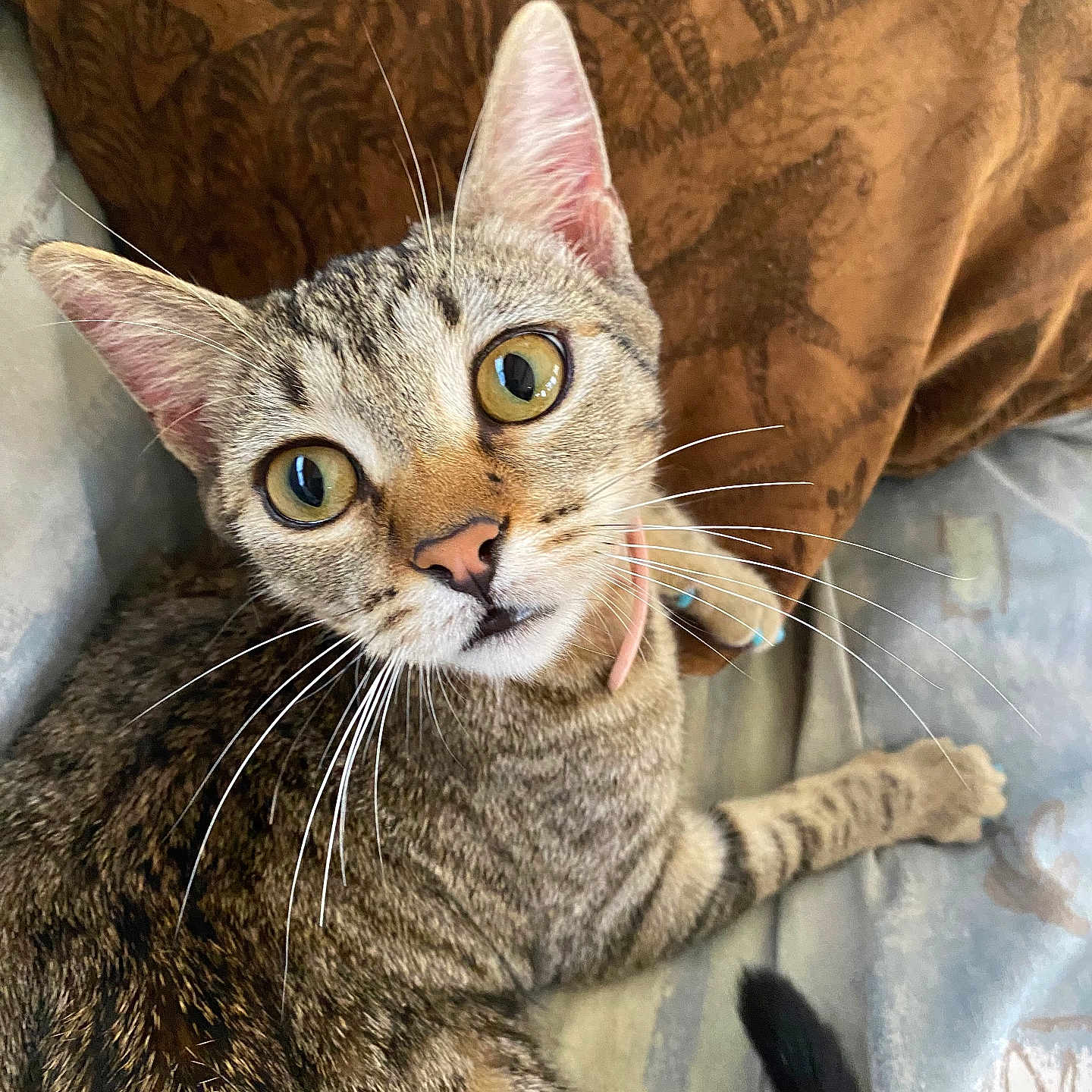 Solja is registered to the contest to win money with this photo: animal, cat, closeup, collar, couch, curious, cute, eyes, face, feline, fur, indoor, paw, pet, pillow, resting, striped, tabby, tail, whiskers