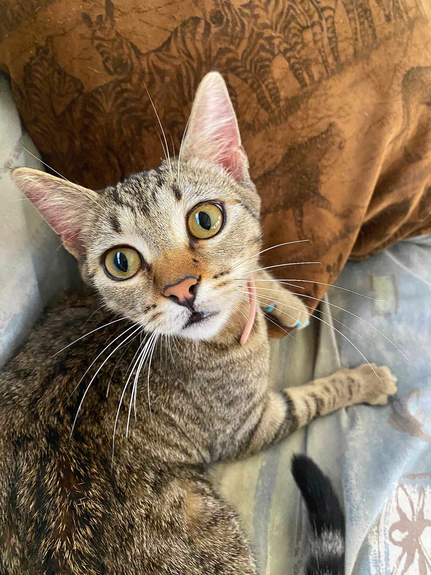 Solja is registered to the contest to win money with this photo: cat, tabby, whiskers, curious, pet, feline, closeup, indoor, resting, eyes, face, fur, animal, collar, paw, tail, couch, pillow, striped, cute