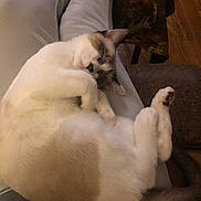 Smoky is registered to the contest to win money with this photo: cat, sleeping, pet, animal, fur, relaxed, cozy, indoor, person, lap, paws, white, brown, wood_floor, furniture, home, cute, resting, domestic_animal, calm