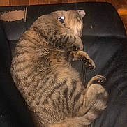 Cocoa joined the competition — help win amazing prizes! abyssinian, animal, architecture, armchair, building, cat, chair, couch, furniture, hardwood, homedecor, indoors, interiordesign, livingroom, manx, person, pet, room, sleeping, wood