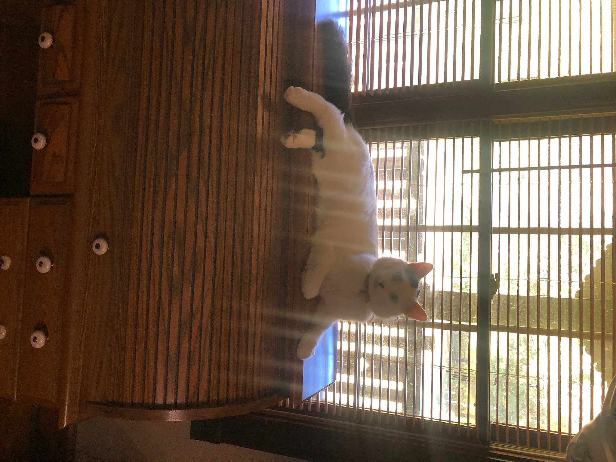 Elsa
