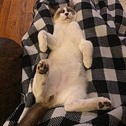 Smokey is registered to the contest to win money with this photo: cat, sleeping, blanket, indoor, relaxed, pet, fur, paws, tail, cozy, resting, black_and_white, checkered, wood_floor, cute, animal, mammal, domestic, quiet, peaceful