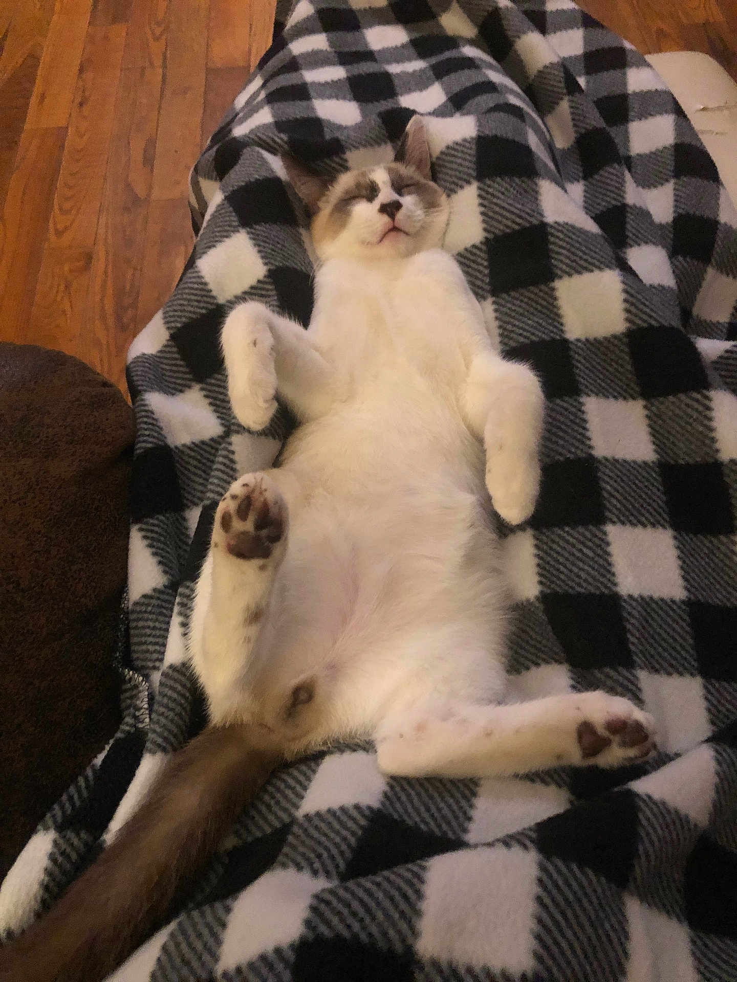 Smokey is registered to the contest to win money with this photo: cat, sleeping, blanket, indoor, relaxed, pet, fur, paws, tail, cozy, resting, black_and_white, checkered, wood_floor, cute, animal, mammal, domestic, quiet, peaceful