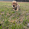 dog, grass, stick, outdoor, field, brown_dog, pet, animal, nature, canine, lying_down, grassland, playful, daytime, tree, building, park, leaves, grass_blades, fur