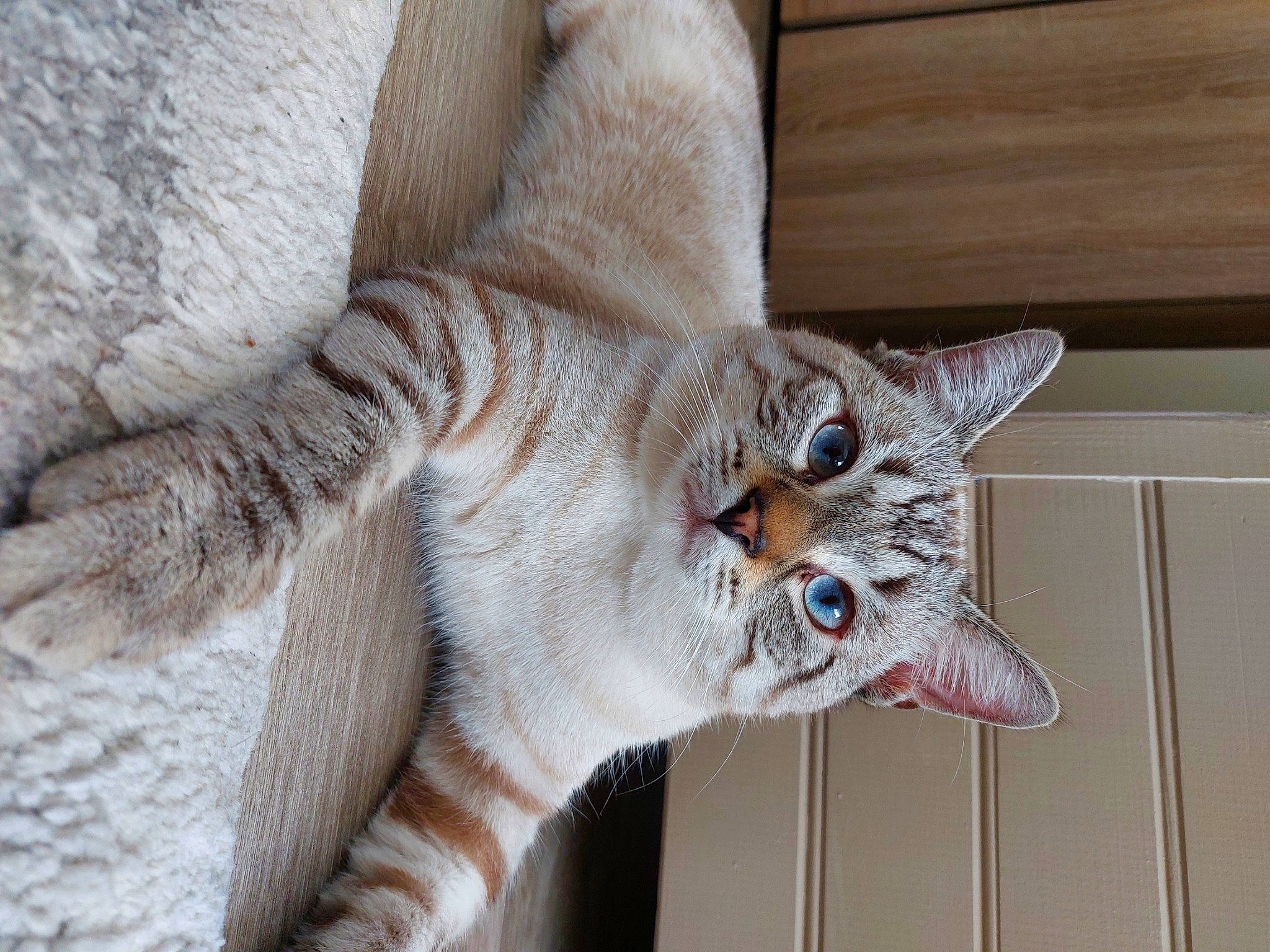 Ace a rejoint le concours — aidez-le/la à gagner de superbes lots ! carnivore, cat, cat_supply, claw, comfort, devon_rex, domestic_short_haired_cat, fawn, felidae, fur, grey, paw, small_to_medium_sized_cats, snout, tail, terrestrial_animal, tree, whiskers, window, wood