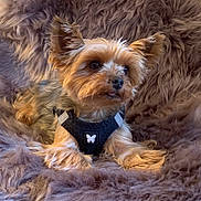 Nora a rejoint le concours — aidez-le/la à gagner de superbes lots ! dog, yorkshire_terrier, small_dog, pet, fur_blanket, black_harness, butterfly_logo, cute, portrait, indoor, cozy, close_up, paws, ears, whiskers, brown_fur, fluffy, resting, bedding, animal