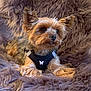 dog, yorkshire_terrier, small_dog, pet, fur_blanket, black_harness, butterfly_logo, cute, portrait, indoor, cozy, close_up, paws, ears, whiskers, brown_fur, fluffy, resting, bedding, animal