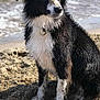 dog, beach, sand, water, waves, wet_fur, black_and_white, sitting, outdoor, nature, collar, sea, canine, animal, pet, daylight, shore, muddy, paws, fur