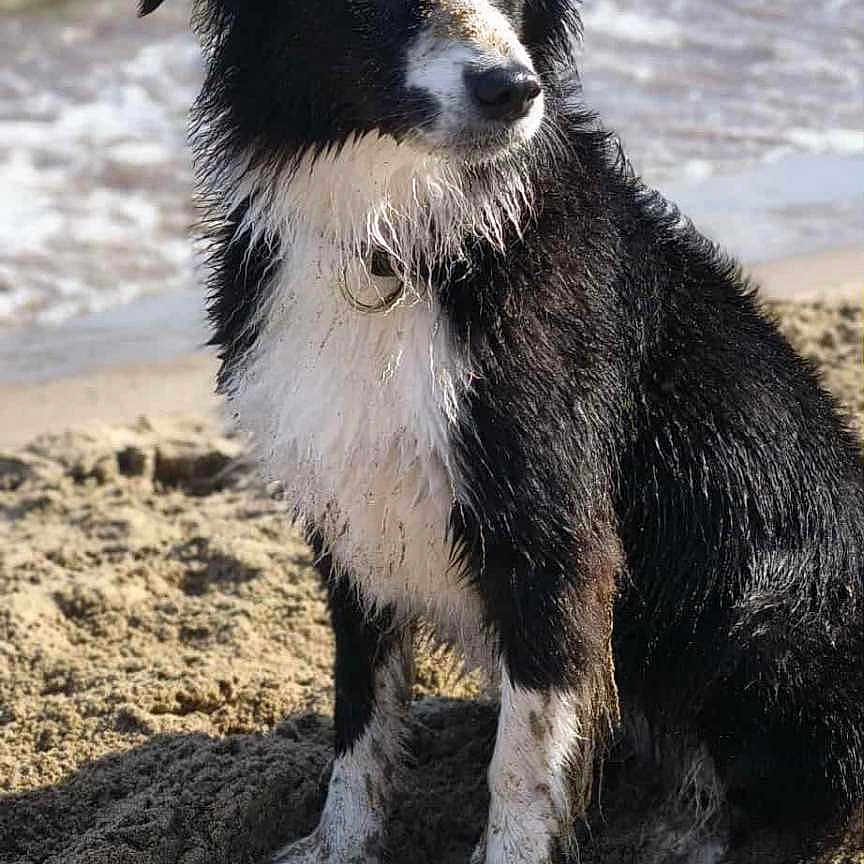 Opale a rejoint le concours — aidez-le/la à gagner de superbes lots ! animal, beach, black_and_white, canine, collar, daylight, dog, fur, muddy, nature, outdoor, paws, pet, sand, sea, shore, sitting, water, waves, wet_fur