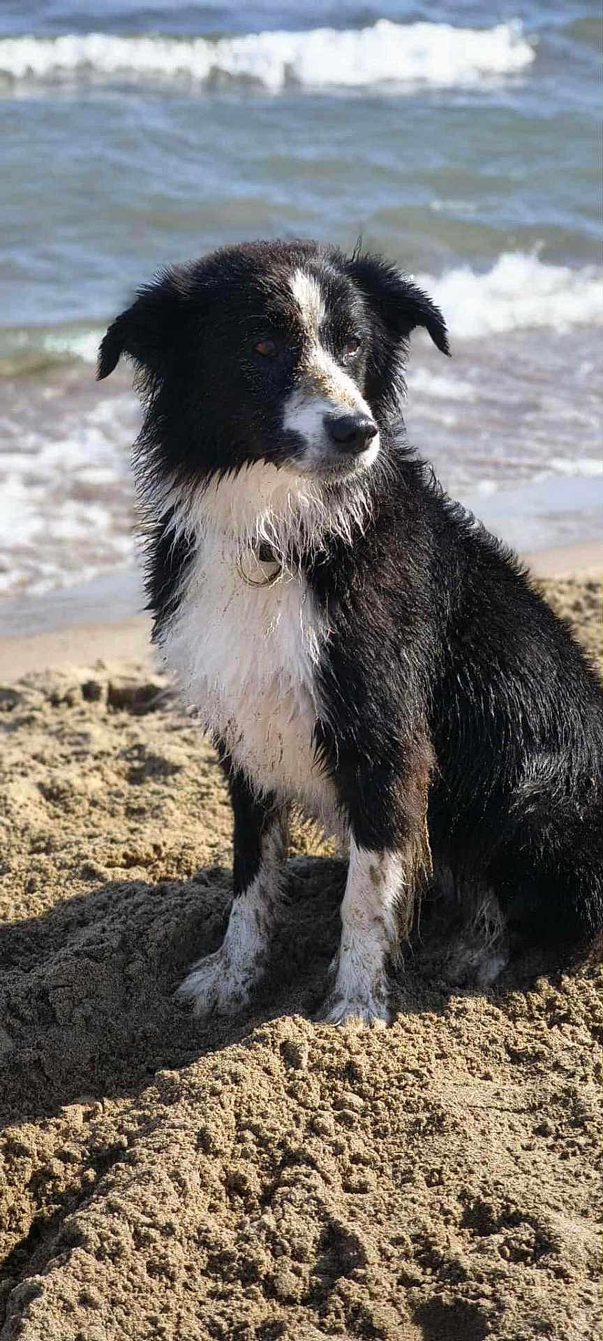 Opale a rejoint le concours — aidez-le/la à gagner de superbes lots ! dog, beach, sand, water, waves, wet_fur, black_and_white, sitting, outdoor, nature, collar, sea, canine, animal, pet, daylight, shore, muddy, paws, fur