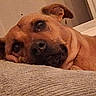animal, brown_dog, canine, close_up, companion, cozy, dog, ears, face, fur, head, indoor, lying_down, nose, pet, relaxed, resting, texture, wall, window_frame