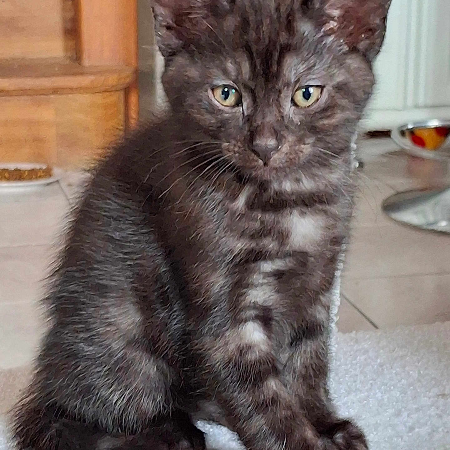 Kiwi a rejoint le concours — aidez-le/la à gagner de superbes lots ! abyssinian, angora, animal, blackcat, brasssection, cat, egyptiancat, hardwood, horn, kitten, manx, musicalinstrument, pet, wood