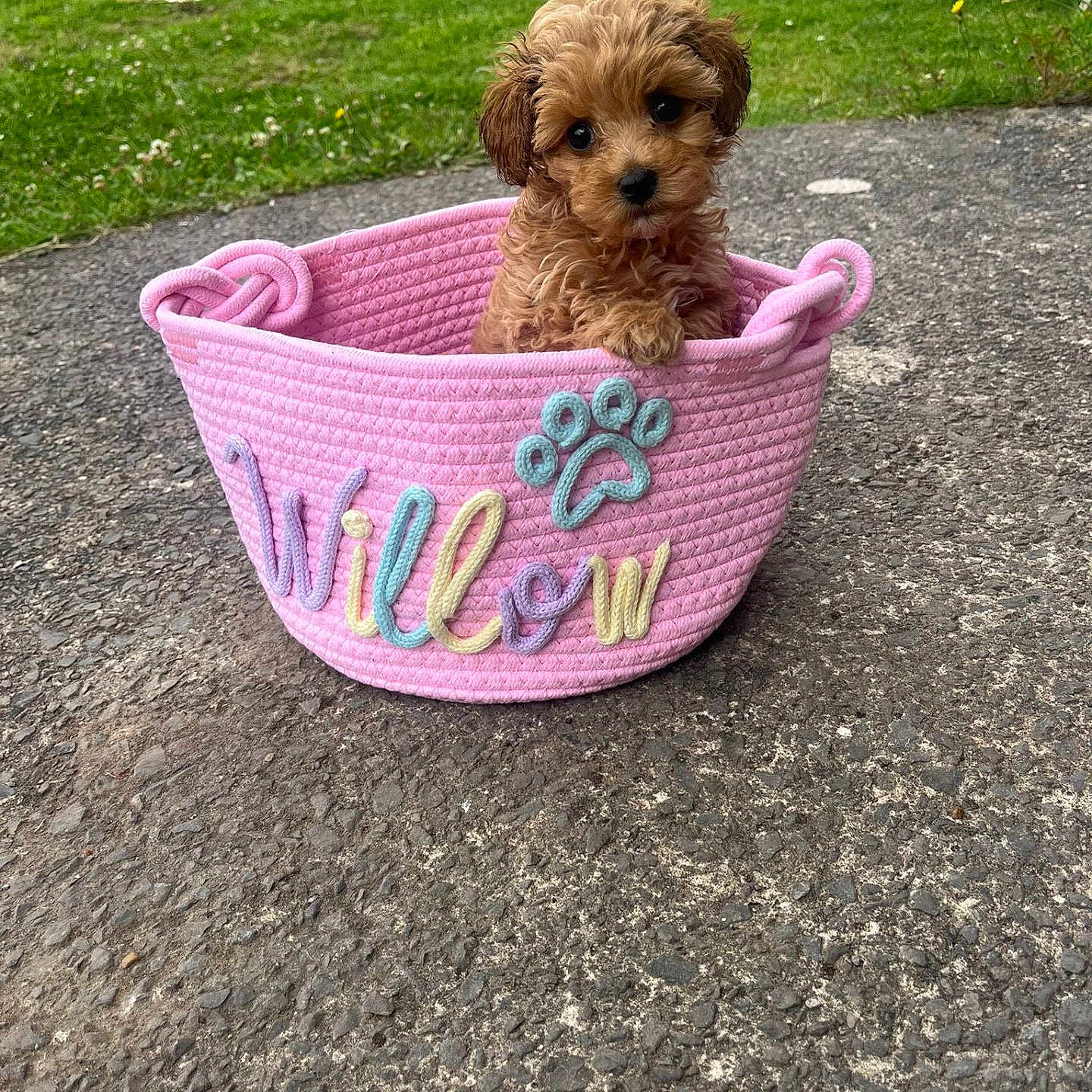 Willow is registered to the contest to win money with this photo: adorable, animal, basket, curly_fur, cute, dog, fluffy, garden, grass, ground, name, outdoor, paw_print, pet, pet_basket, pink, puppy, small, texture, toy_breed