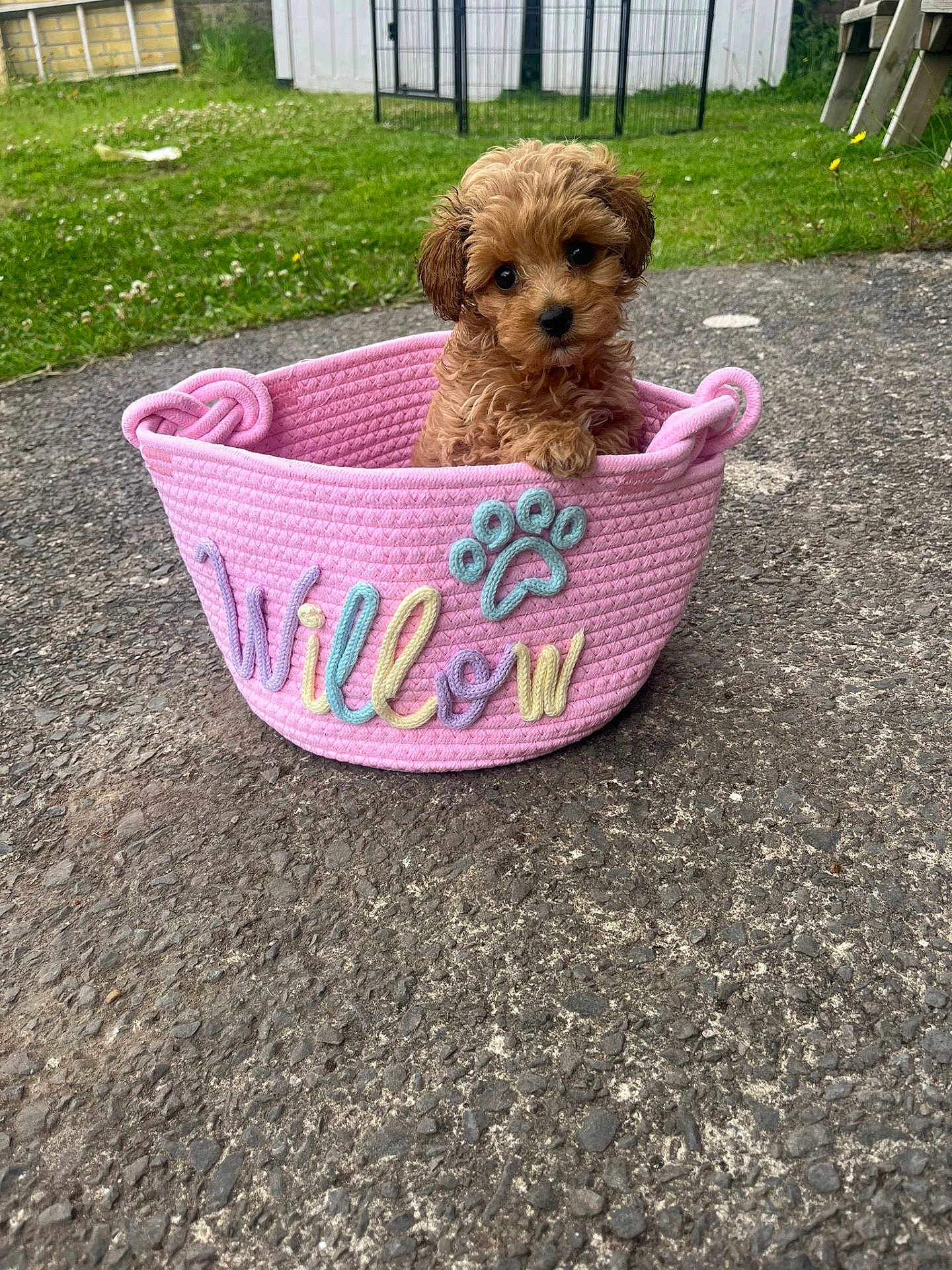 Willow