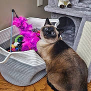 Sophie is registered to the contest to win money with this photo: cat, siamese_cat, blue_eyes, wooden_floor, basket, toys, feather_toy, cat_tree, plush_toy, indoor, pet, curious, feline, home, flooring, playful, pet_toys, corner, domestic_cat, resting