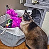 cat, siamese_cat, blue_eyes, wooden_floor, basket, toys, feather_toy, cat_tree, plush_toy, indoor, pet, curious, feline, home, flooring, playful, pet_toys, corner, domestic_cat, resting