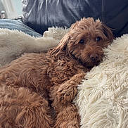 Indie joined the competition — help win amazing prizes! dog, doodle, pet, fur, brown_fur, fluffy_blanket, white_blanket, leather_sofa, couch, indoor, cozy, relaxing, sleepy, paw, nose, closeup, portrait, living_room, home, calm