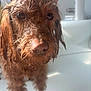 Indie is registered to the contest to win money with this photo: dog, wet, bathtub, close_up, brown_fur, nose, eyes, pet, domestic_animal, indoor, portrait, fur, whiskers, bath_time, grooming, water_droplets, paws, looking_at_camera, sunlight, sad_eyes