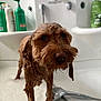 dog, wet_dog, bathtub, bath_time, shower_head, shampoo_bottles, suds, foam, brown_fur, wet_fur, close_up, pet, grooming, sad_expression, eyes, muzzle, indoor, bathroom, handheld_shower, cute