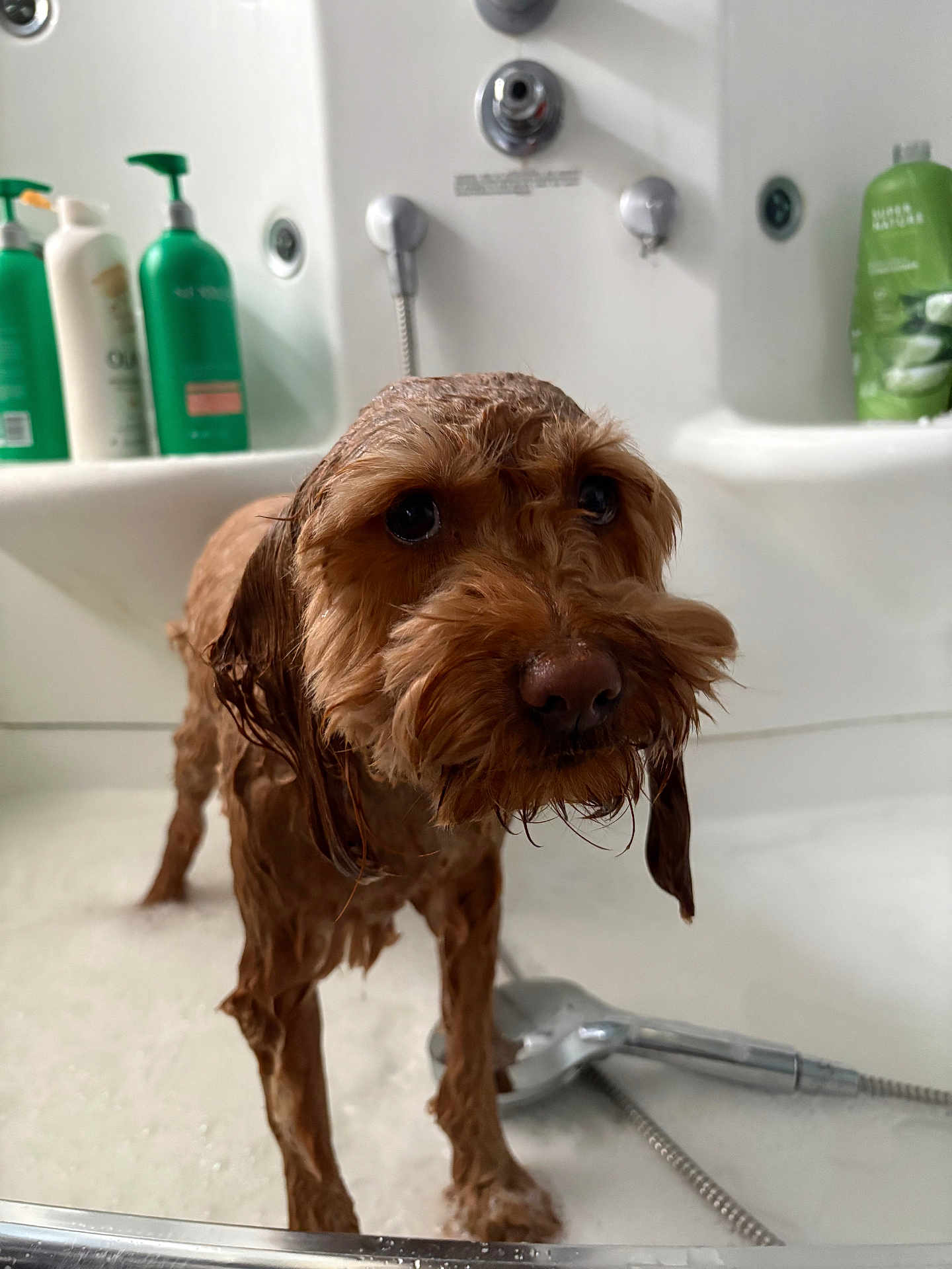 Indie is registered to the contest to win money with this photo: dog, wet_dog, bathtub, bath_time, shower_head, shampoo_bottles, suds, foam, brown_fur, wet_fur, close_up, pet, grooming, sad_expression, eyes, muzzle, indoor, bathroom, handheld_shower, cute