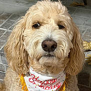 Lady is registered to the contest to win money with this photo: dog, goldendoodle, bandana, birthday, closeup, portrait, fluffy, curly_fur, nose, eyes, ears, pet, indoor, fireplace, tile_floor, cream_color, light_brown, whiskers, looking_at_camera, sitting