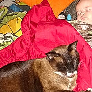 Cujo joined the competition — help win amazing prizes! animal, baby, bed, bedroom, black_and_white, blanket, brown_fur, cat, cozy, indoor, infant, nap, orange_pillow, pet, pink_blanket, portrait, resting, sleeping, tuxedo_cat, whiskers