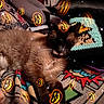 Cujo is registered to the contest to win money with this photo: animal, black_fur, blanket, brown_fur, cat, colorful, couch, cozy, digital_effects, fluffy, indoor, kitten, lying_down, nap, patterned_fabric, pet, sleeping, sparkles, whiskers, white_paws
