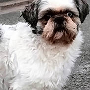 Pogba participe au concours pour gagner de l'argent avec cette photo : adorable, alert, animal, close_up, companion, cute, dog, expression, eyes, face, fluffy, fur, mammal, nature, outdoor, pavement, pet, small_dog, standing, white
