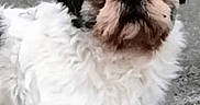 Pogba participe au concours pour gagner de l'argent avec cette photo : dog, white, fluffy, pet, animal, outdoor, pavement, cute, face, fur, small_dog, alert, standing, close_up, eyes, expression, companion, mammal, adorable, nature