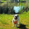 dog, grass, pond, water, reeds, nature, outdoor, sunny, small_dog, harness, greenery, animal, pet, daylight, field, shrubbery, happy, canine, summer, park